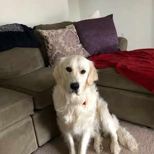 Meet your Posher, Lisa